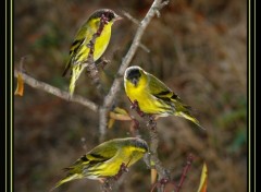 Fonds d'cran Animaux TARIN DES AULNES