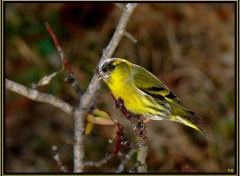 Fonds d'cran Animaux TARIN DES AULNES