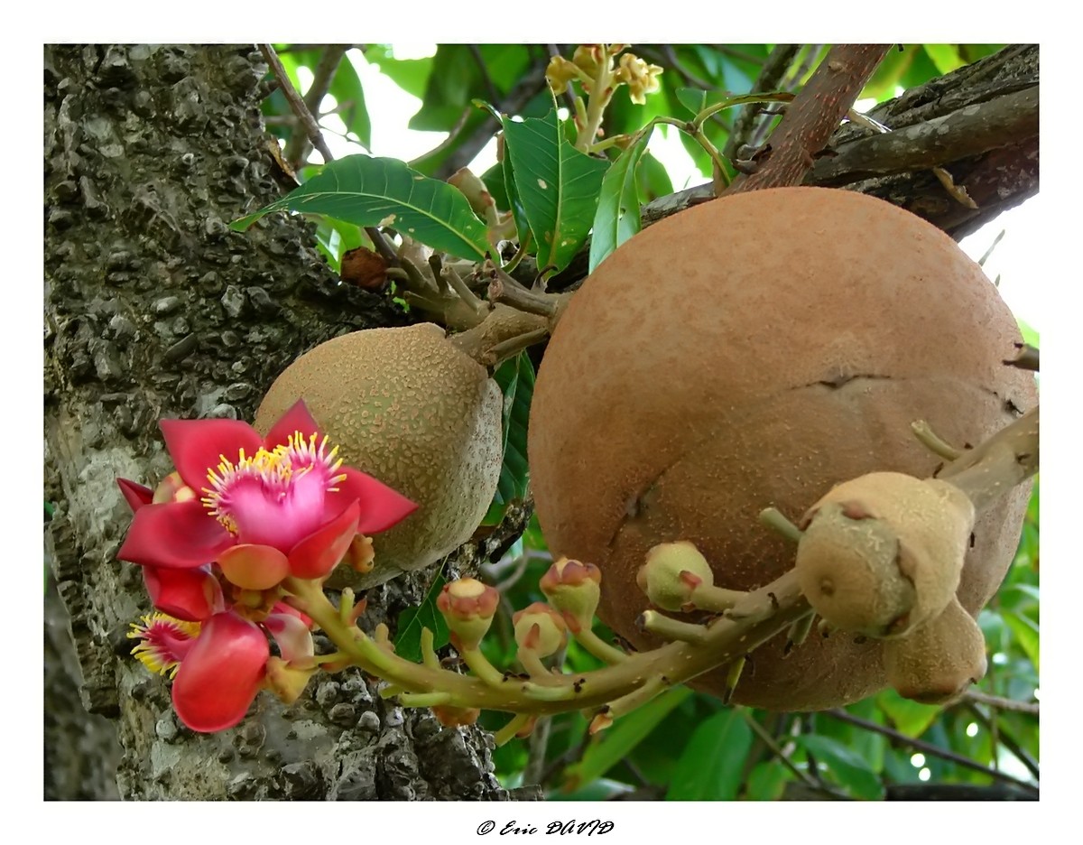 Wallpapers Nature Flowers Fleur de l'arbre aux boulets de canon