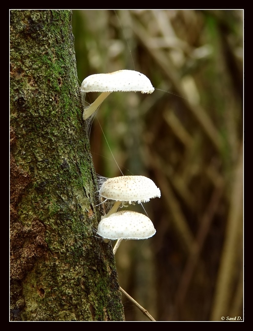 Fonds d'cran Nature Champignons Insparables