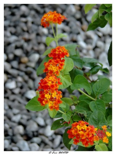 Wallpapers Nature Flowers Lantanas