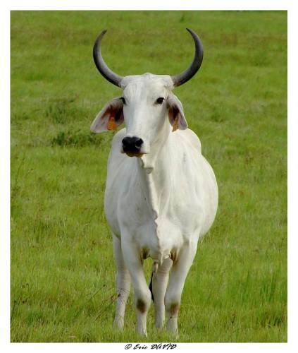 Fonds d'cran Animaux Vaches - Taureaux - Boeufs Jeune taureau