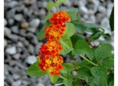 Fonds d'cran Nature Lantanas