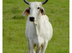 Fonds d'cran Animaux Jeune taureau