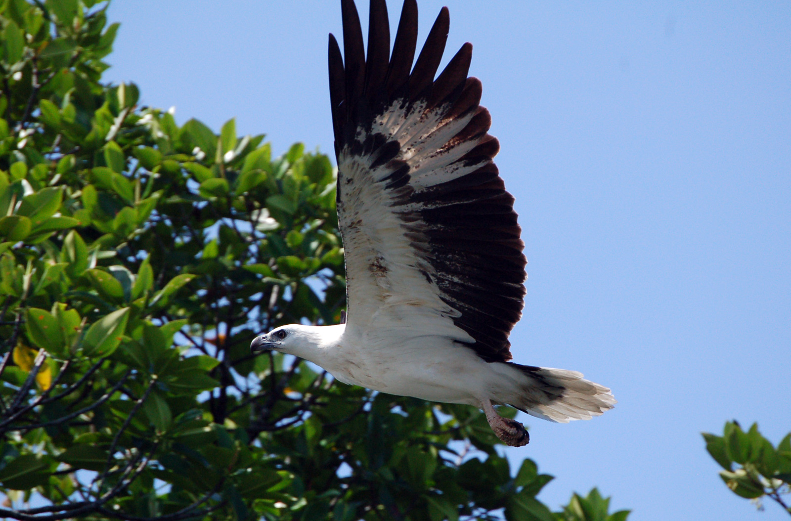 Fonds d'cran Animaux Oiseaux - Aigles 