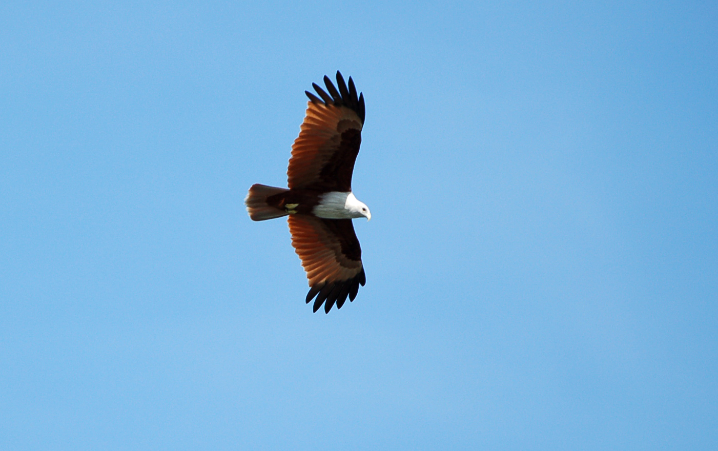 Fonds d'cran Animaux Oiseaux - Aigles 