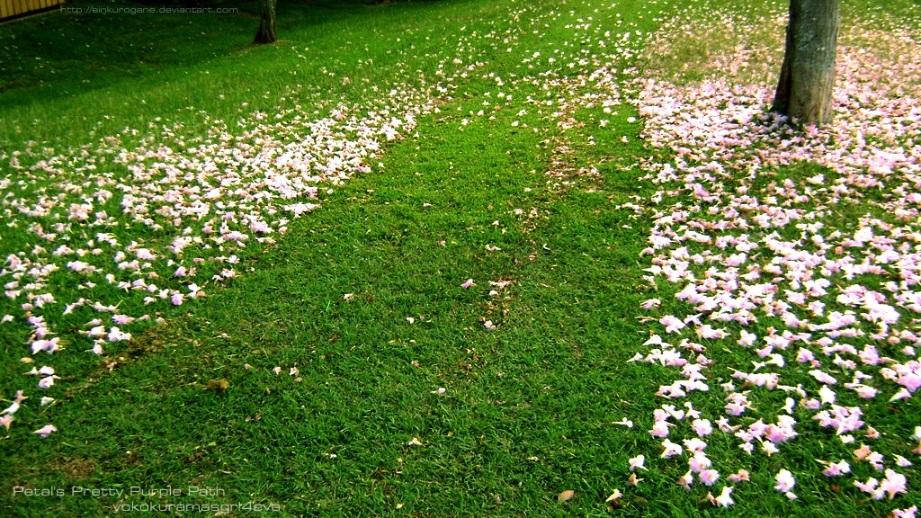 Wallpapers Nature Flowers Petal's Pretty Purple Path