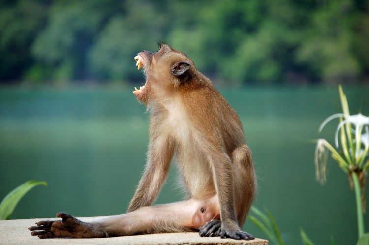 Wallpapers Animals Monkeys Wallpaper N189753