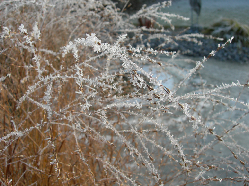 Wallpapers Nature Saisons - Winter Zoom hiver