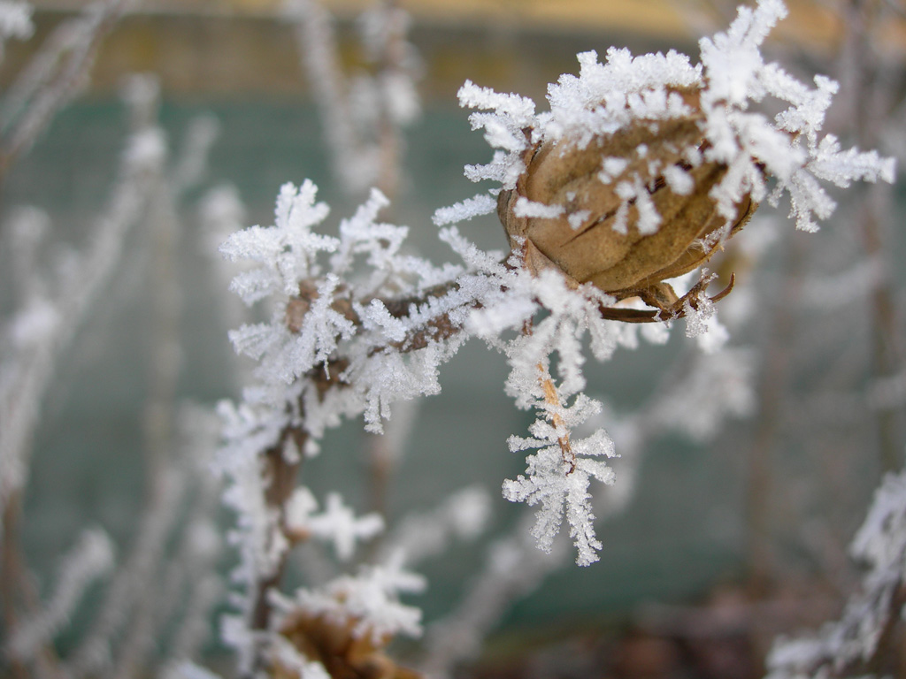 Wallpapers Nature Saisons - Winter Zoom hiver 2