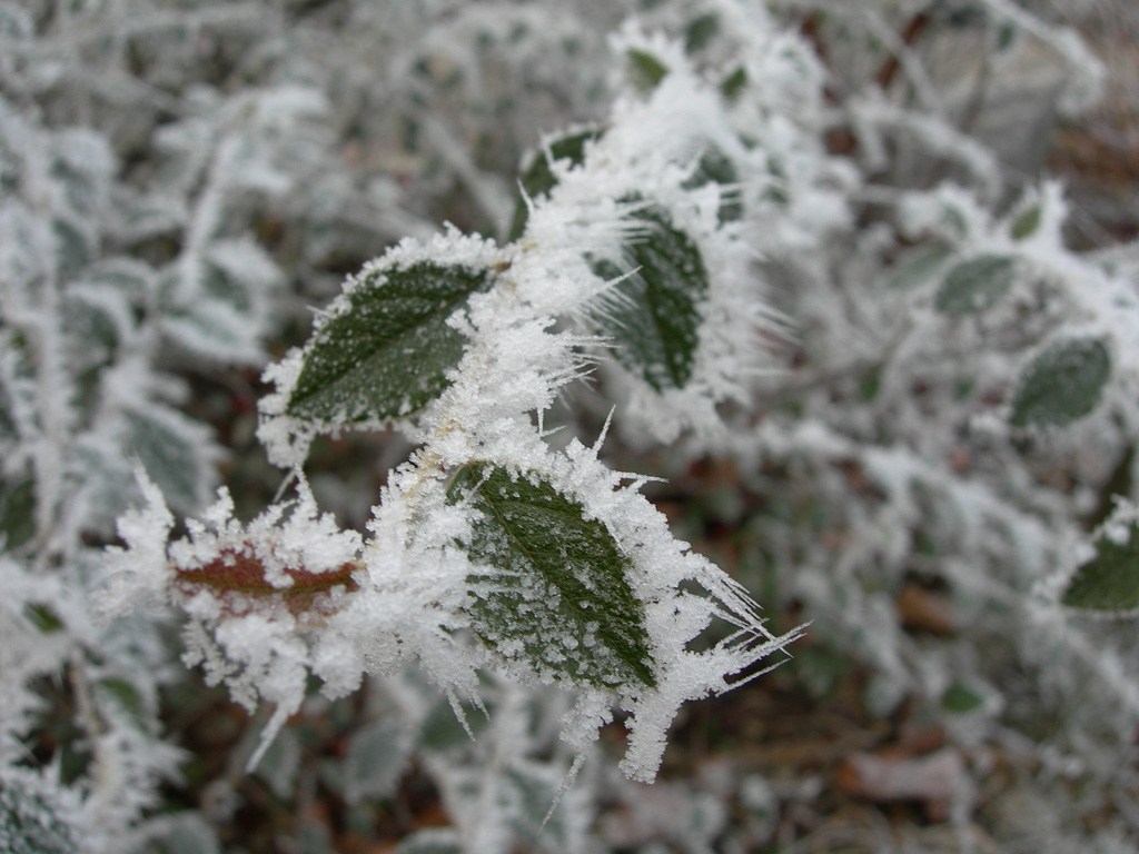 Wallpapers Nature Saisons - Winter Zoom hiver 3