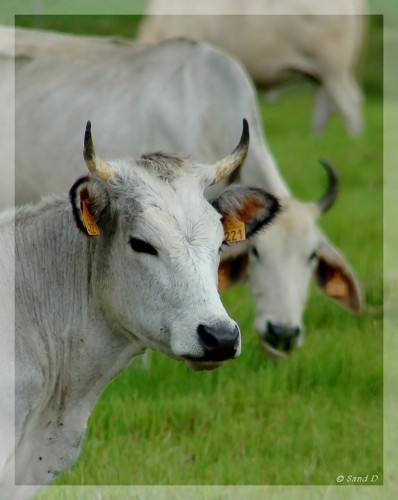 Fonds d'cran Animaux Vaches - Taureaux - Boeufs 4221