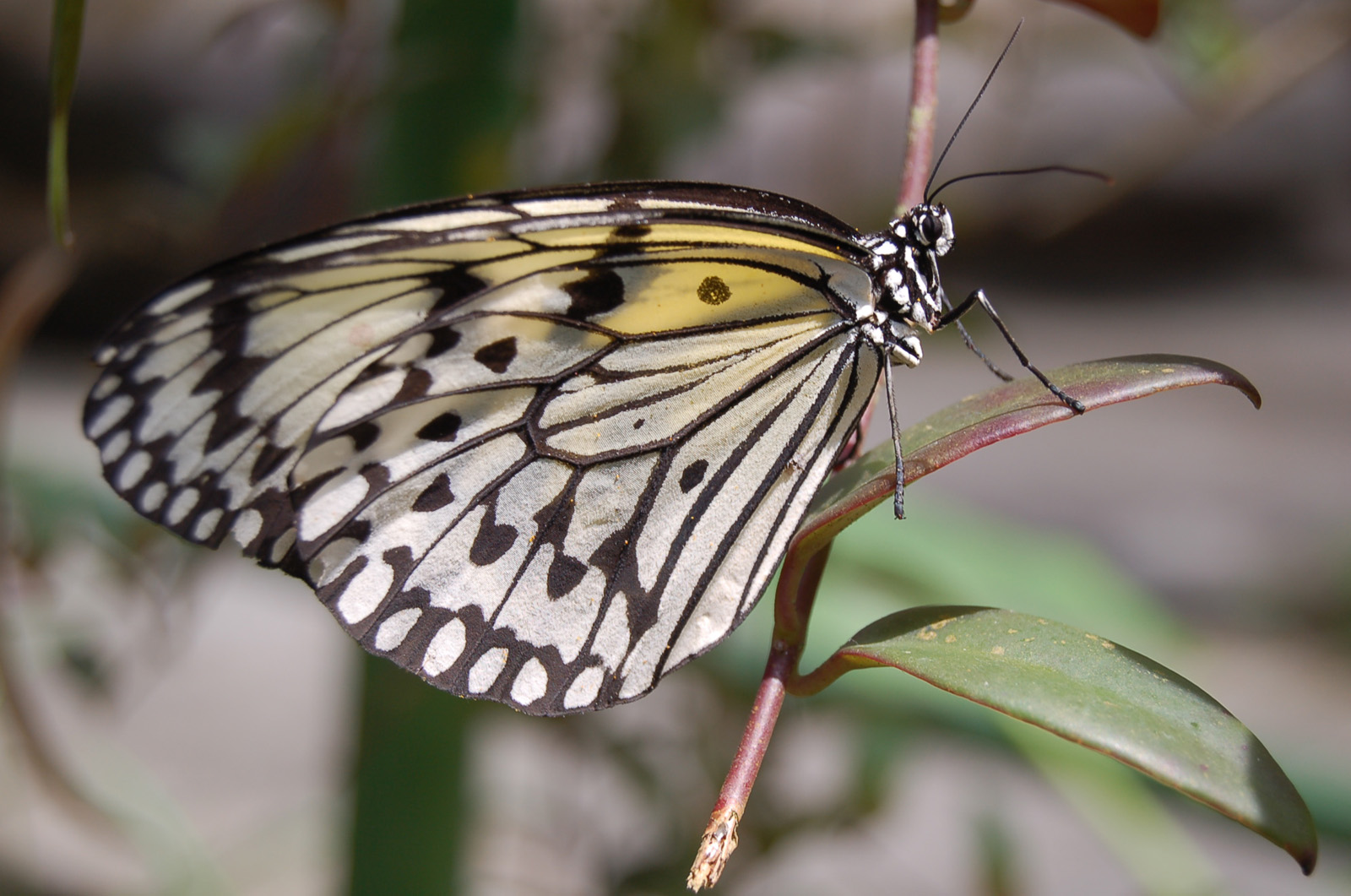 Fonds d'cran Animaux Insectes - Papillons 