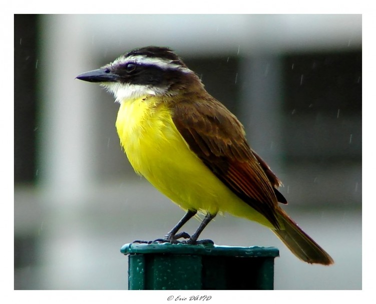 Fonds d'cran Animaux Oiseaux - Divers Chantons sous la pluie !