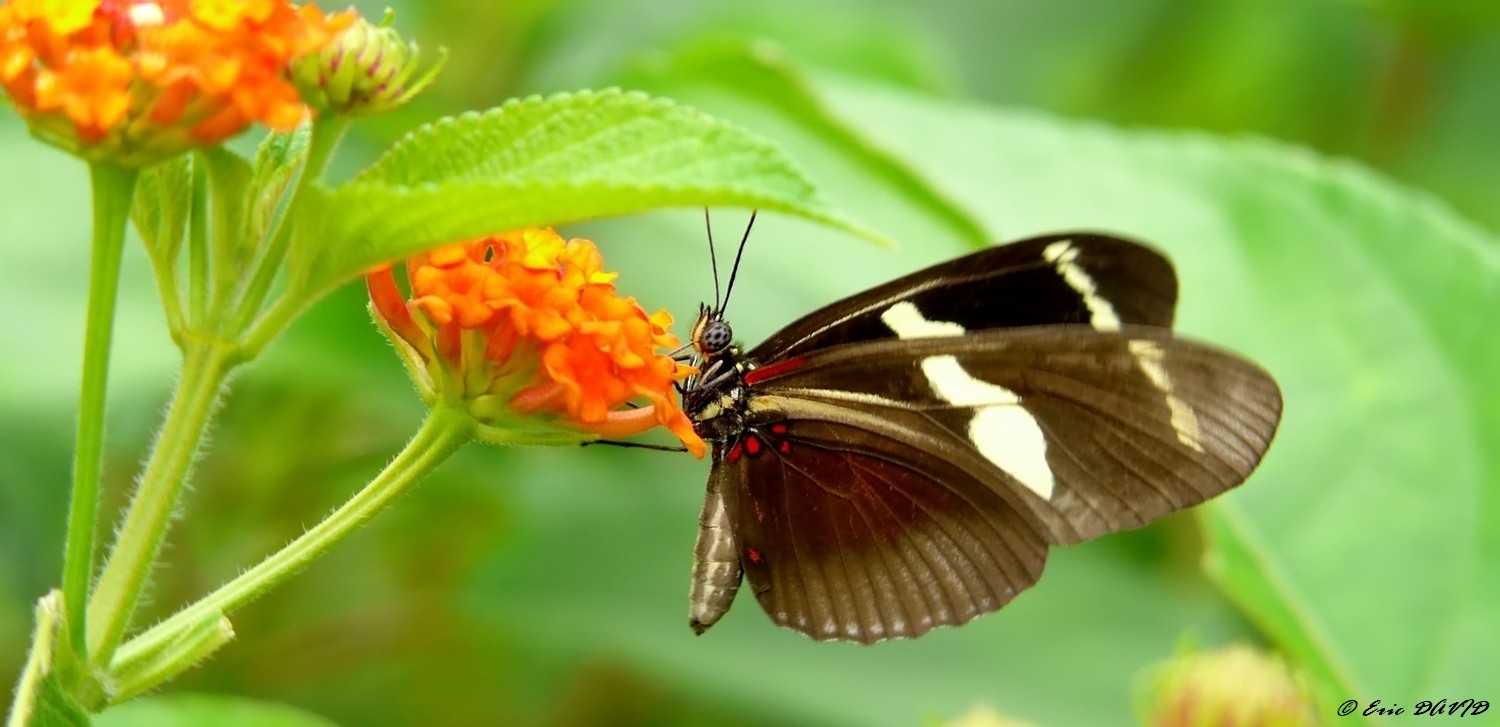 Fonds d'cran Animaux Insectes - Papillons Papillon exotique