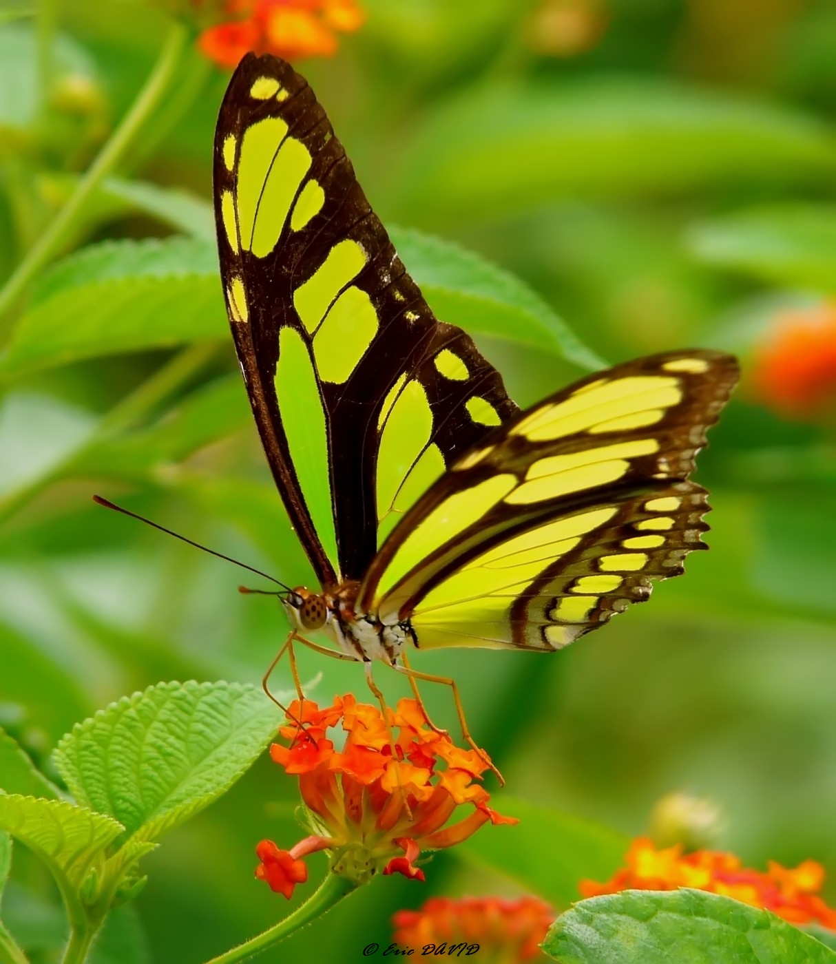 Fonds d'cran Animaux Insectes - Papillons Papillon exotique