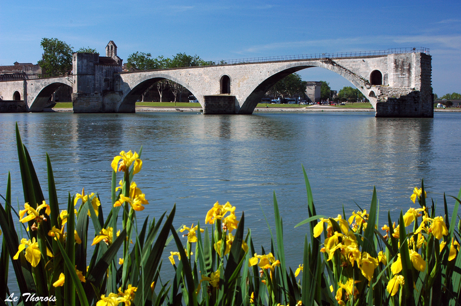 Wallpapers Trips : Europ France > Provence-Alpes-Cte d'Azur Iris