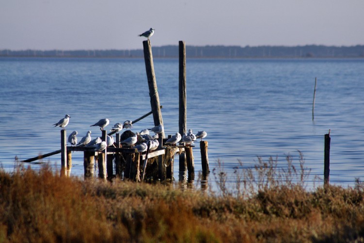 Fonds d'cran Animaux Oiseaux - Mouettes et Golands Etang de Bages