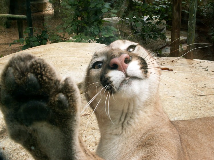 Fonds d'cran Animaux Flins - Pumas Puma