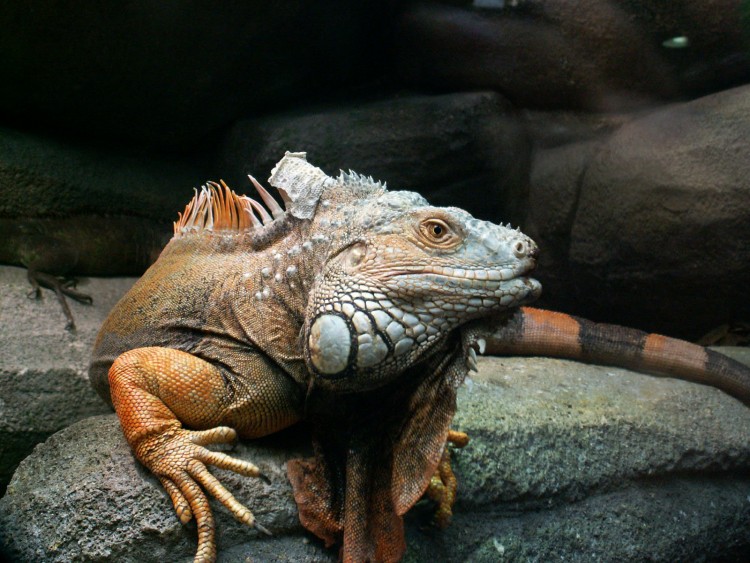 Fonds d'cran Animaux Iguanes Iguane