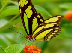 Fonds d'cran Animaux Papillon exotique