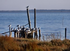 Fonds d'cran Animaux Etang de Bages