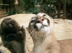 Fonds d'cran Animaux Puma