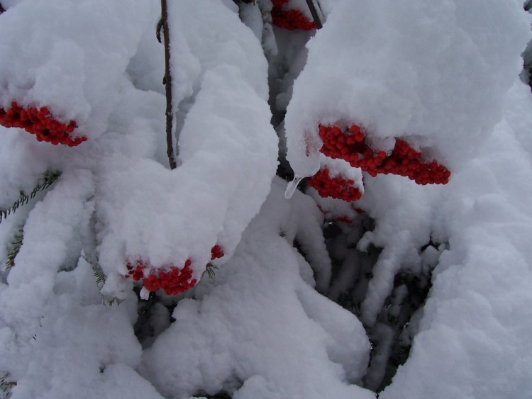 Fonds d'cran Nature Saisons - Hiver Cormiers