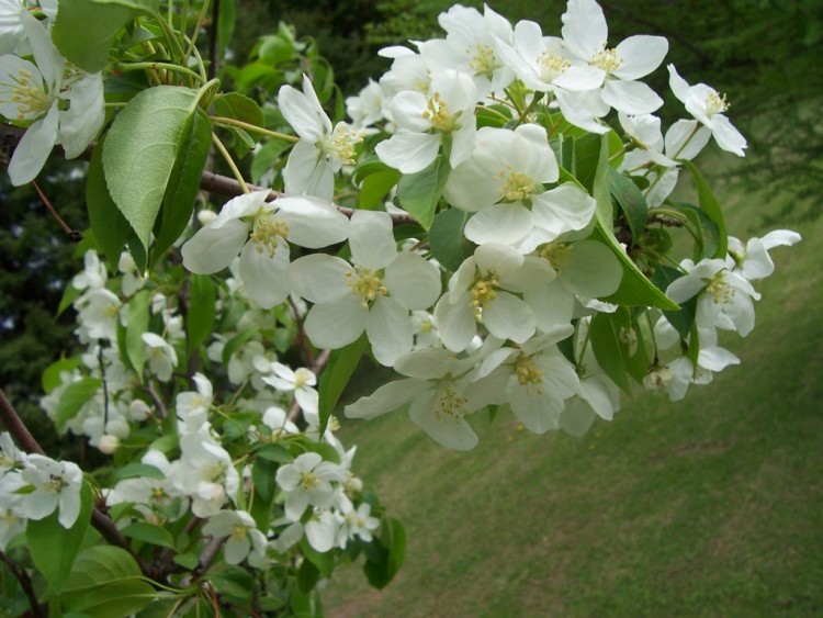 Fonds d'cran Nature Arbres - Forts Pommier