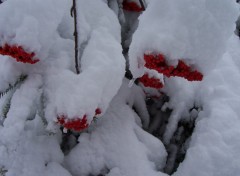 Fonds d'cran Nature Cormiers