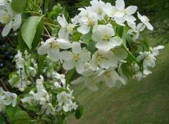 Fonds d'cran Nature Pommier