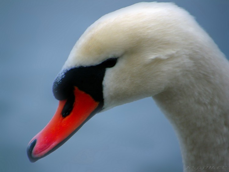 Wallpapers Animals Birds - Swans Cygne