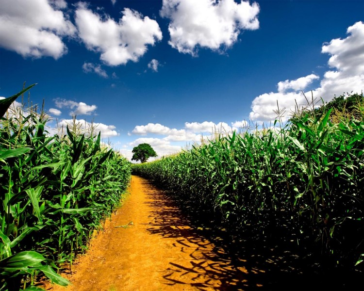 Fonds d'cran Nature Champs - Prairies Chacun son chemin