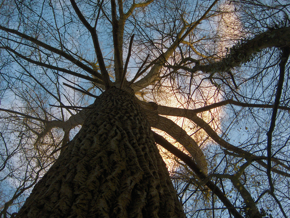 Wallpapers Nature Trees - Forests 