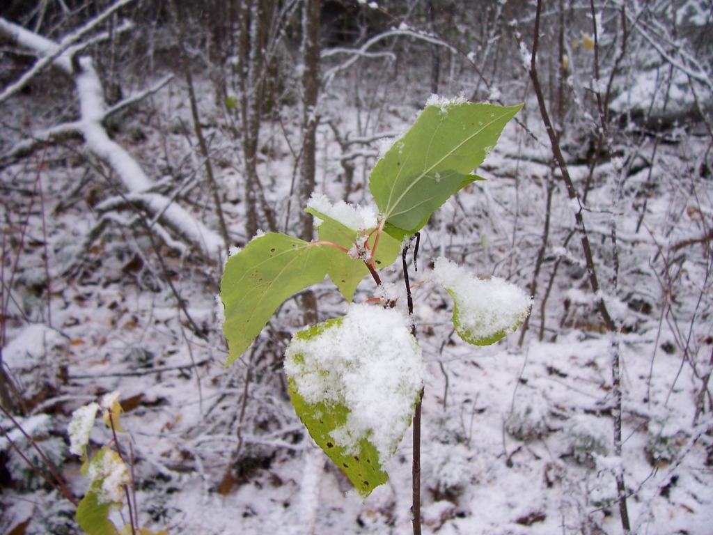 Fonds d'cran Nature Feuilles - Feuillages Fin d't