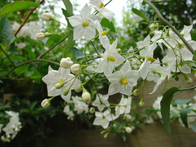 Wallpapers Nature Flowers solanum jasmodes