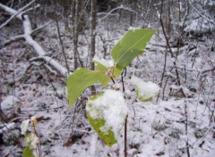 Fonds d'cran Nature Fin d't