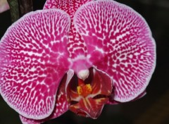 Wallpapers Nature orchide I