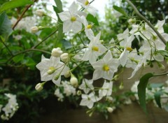 Wallpapers Nature solanum jasmodes