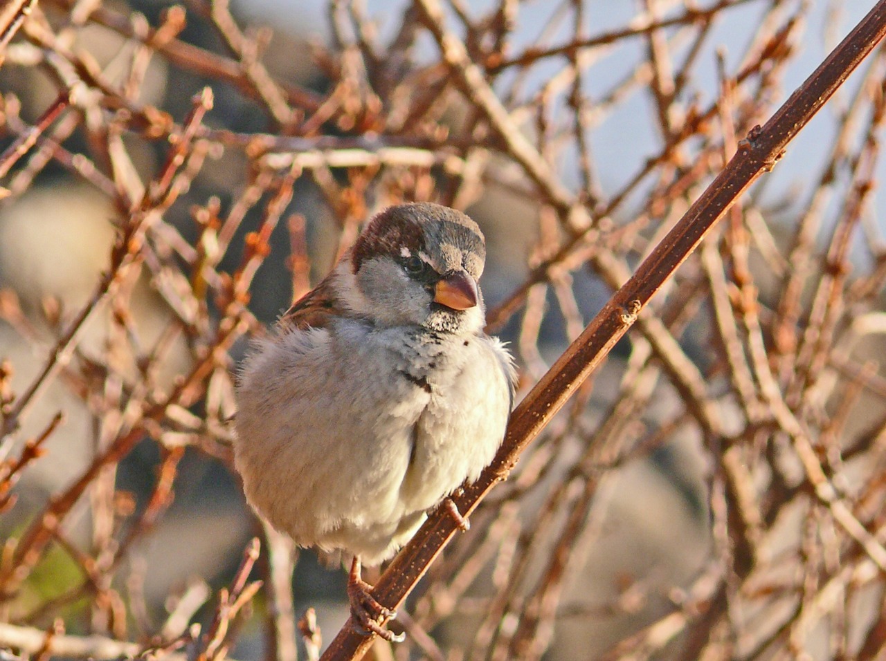 Wallpapers Animals Birds - Sparrows Moineau  aux plumes gonfles