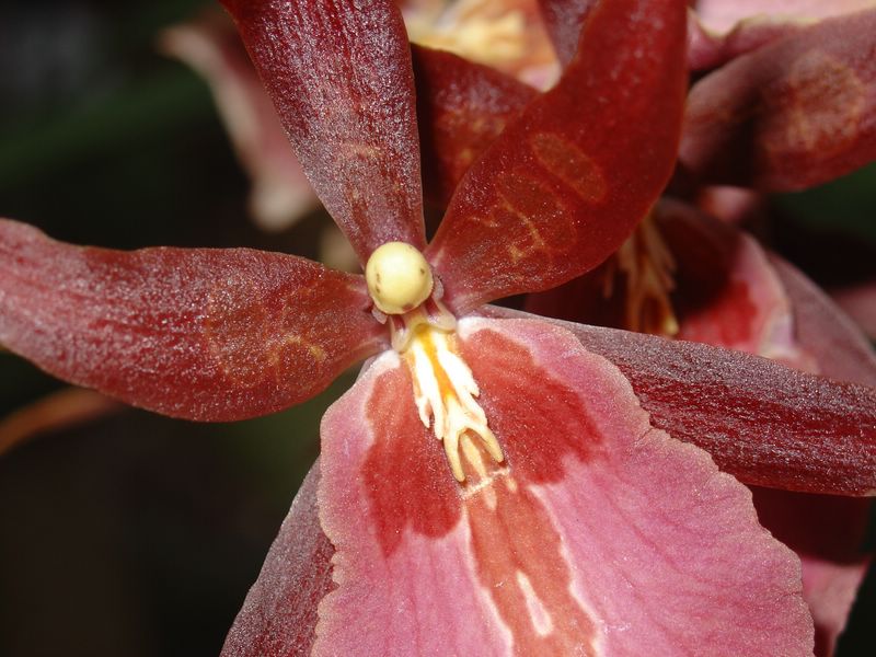 Wallpapers Nature Flowers orchide II