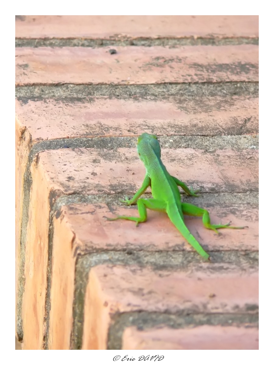 Fonds d'cran Animaux Lzards - Iguanes Lzard