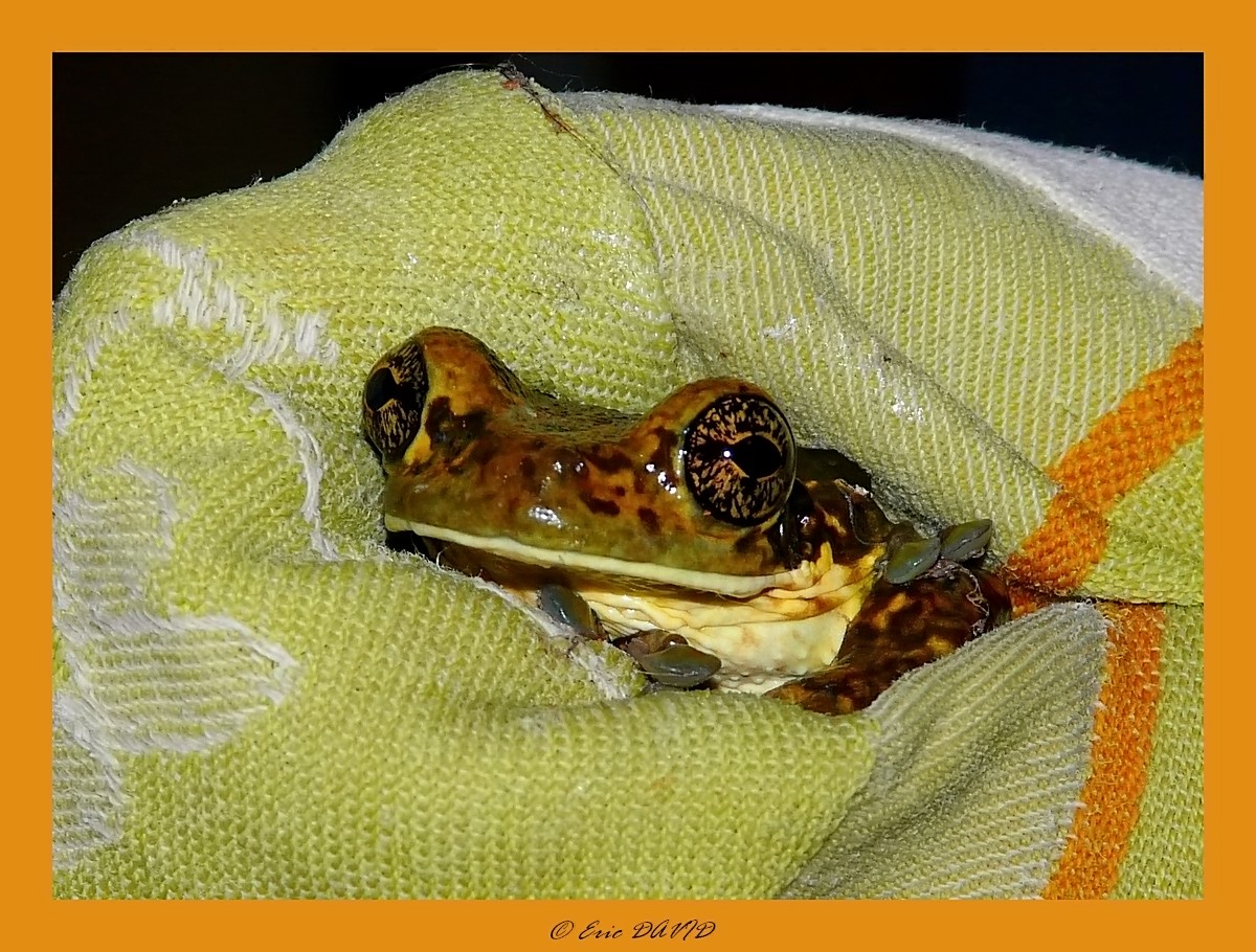 Wallpapers Animals Frogs - Toads Grenouille