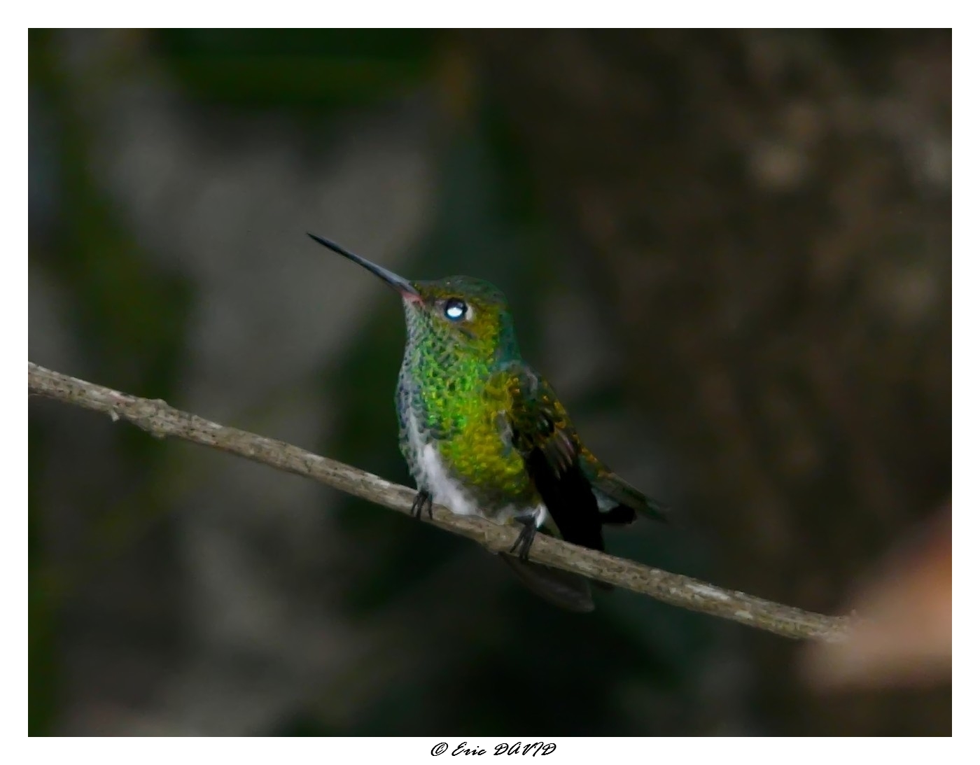 Fonds d'cran Animaux Oiseaux - Colibris Colibri