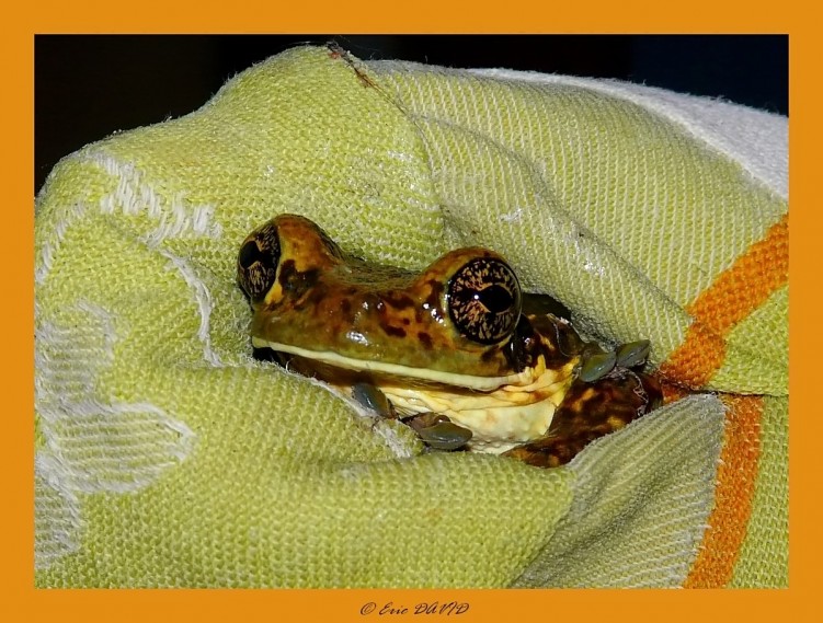 Wallpapers Animals Frogs - Toads Grenouille