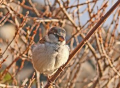 Wallpapers Animals Moineau  aux plumes gonfles