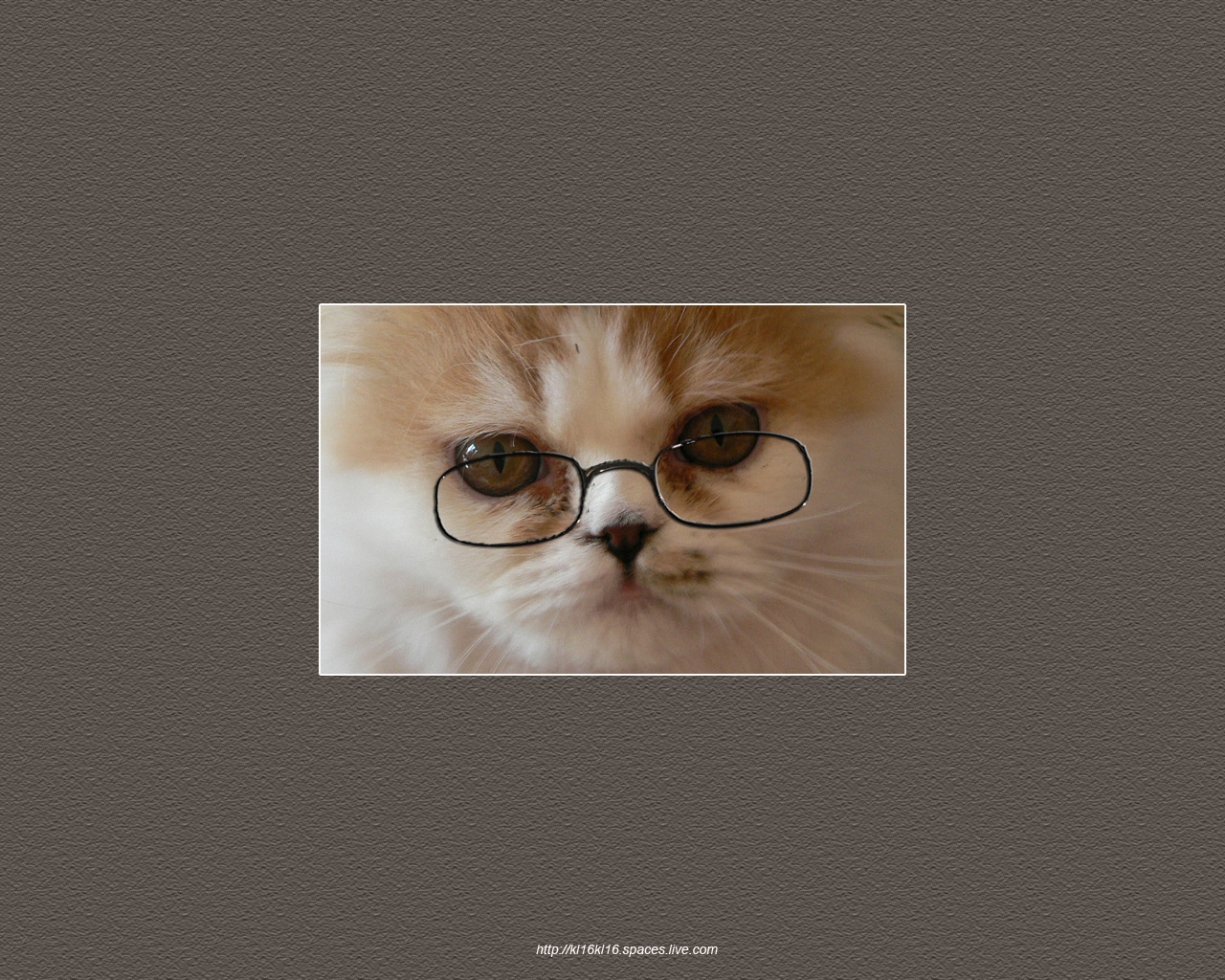 Fonds d'cran Animaux Chats - Chatons Lunettes