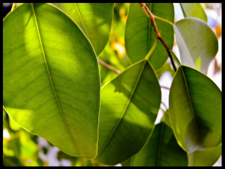 Fonds d'cran Nature Feuilles - Feuillages Feuille de Ficus