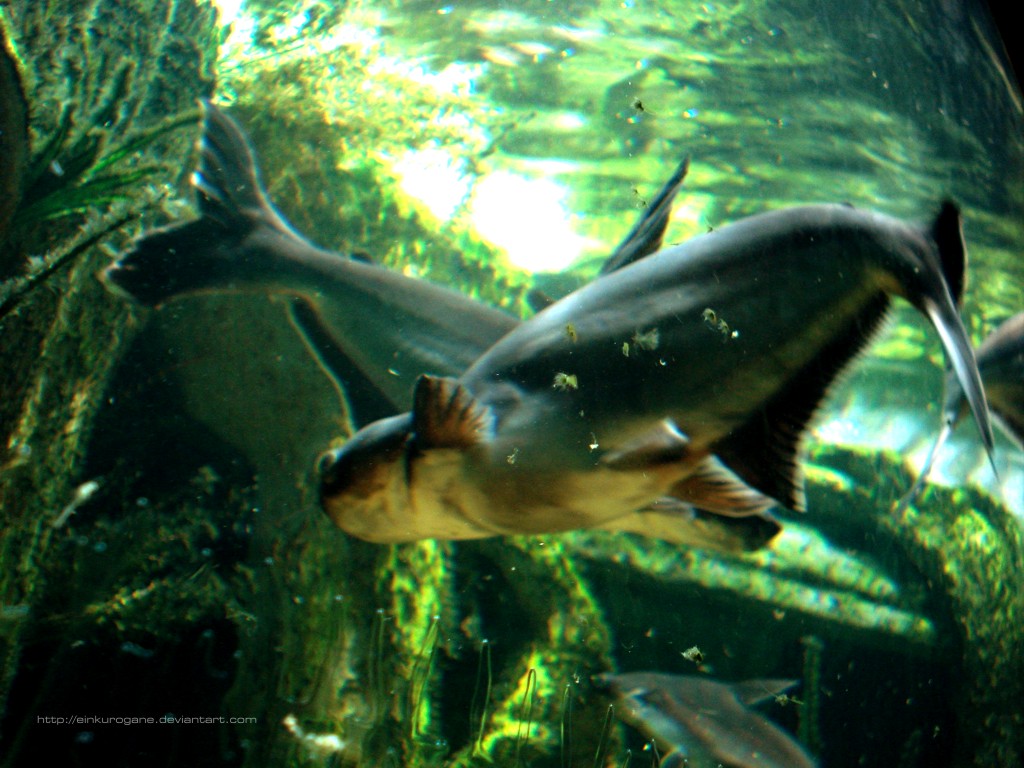 Fonds d'cran Animaux Vie marine - Poissons Sea Life