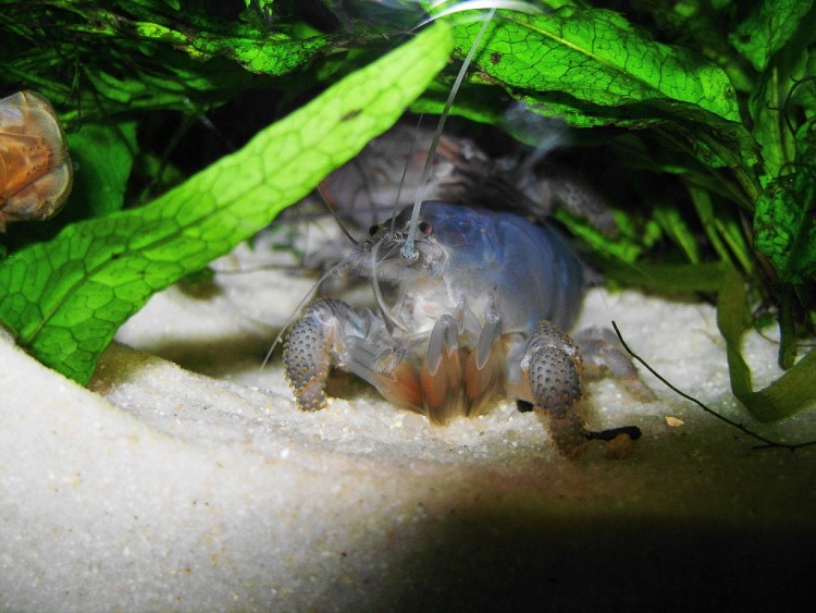 Fonds d'cran Animaux Vie marine - Crustacs ecrevise bleu du Gabon